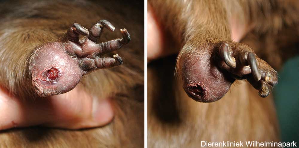 Verdikte voorpoot bij een cavia